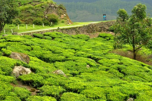 Palampur Known for tea plantation on the hill station.
