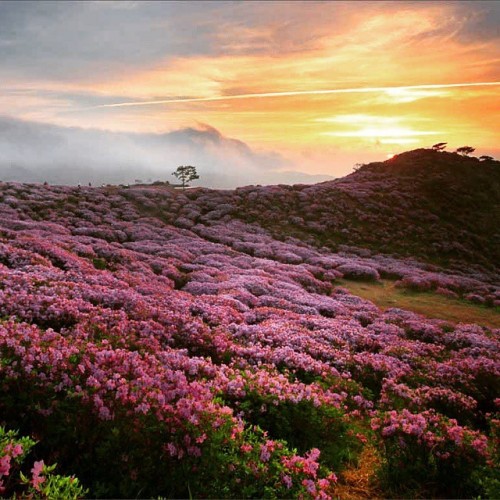 Location- Great Himalayan National Park Kullu, Himachal Pradesh