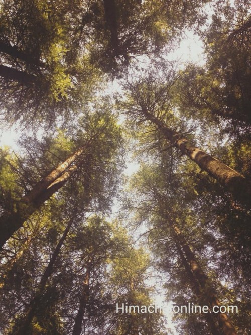 Pine trees touching high sky, cherishing nature at its best.