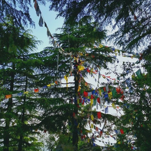 Colorful prayer Flags is now symbol of Himachal pardesh