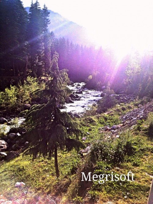 Commendable view of forest merged with water flowing near by with a glimpse of sun rays.