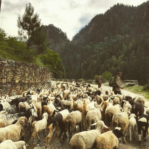 Goat Herder