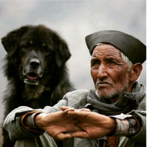 Nowadays Dog is a  loyal friend of Human
