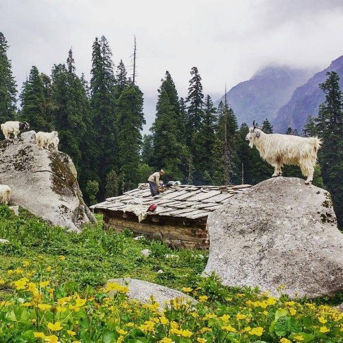Himachali shepherd busy doing his daily routine work while this photo was captured by fellow trekkers exploring the high Himalayas.