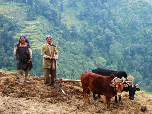 Himachali Farmers