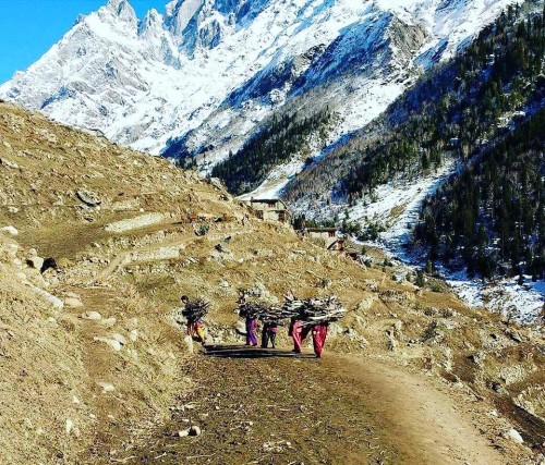 Pangi - Chamba - Hats off These Hardworking Himalayan women's