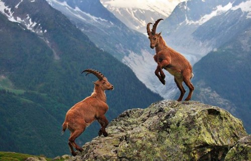 Ibex , Great Himalayan National Park