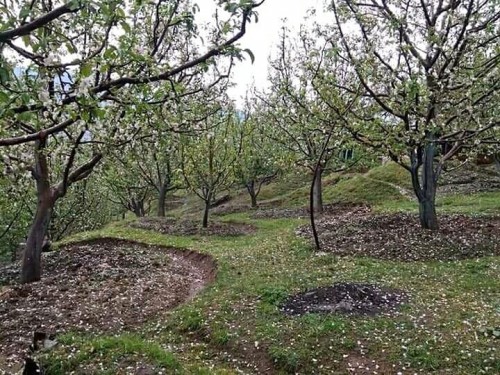 Apple Farms in Spring Season (Shimla) H.P