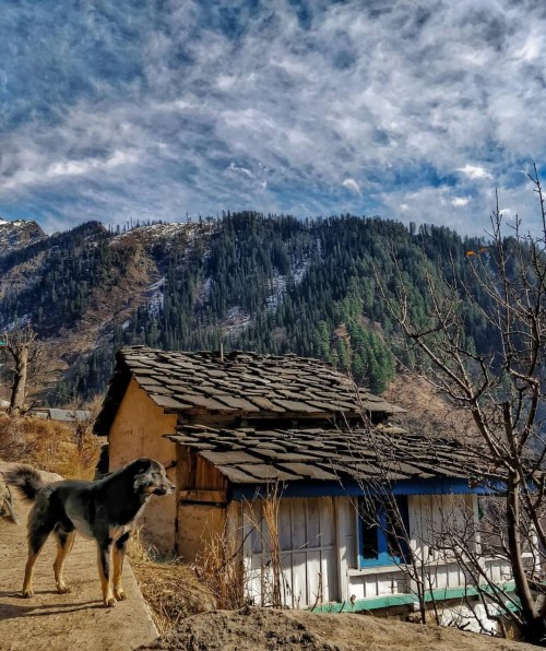 Tosh Village in Himachal Pradesh is a Hippie Haven.