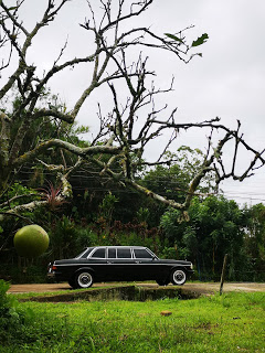 COSTA-RICA-APPLE-TREE.-MERCEDES-300D-LIMOUSINE-SERVICE98b555bd253e1e86.jpg