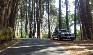 COSTA-RICA-PINE-FOREST.-MERCEDES-CLASSIC-LIMOUSINE-ADVENTURES00a3770a43079774.jpg