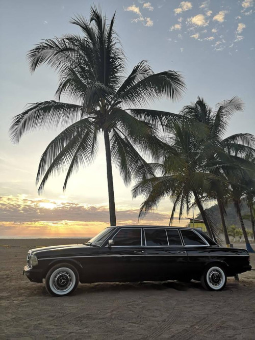 PALM-TREE-LIMOUSINE-CENTRAL-AMERICAe4010f8eb4cded96.jpg