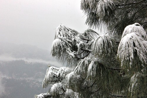 SnowTreeShimla98f23.jpg